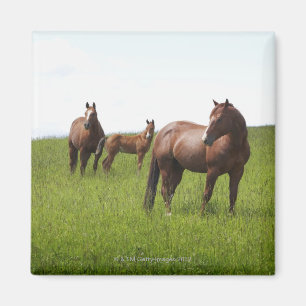 Familie van het paard in het veld magneet