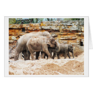 Familie van Indische olifanten