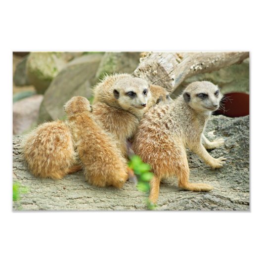 Familie van kratten - Foto Afdruk (Voorkant)