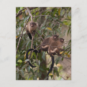 Familie van Marmoset-apen Briefkaart