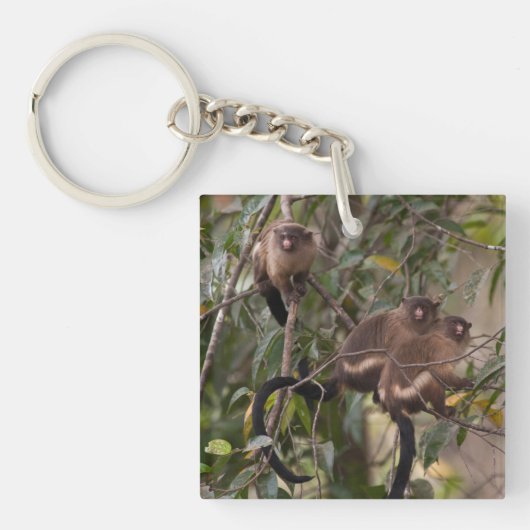 Familie van Marmoset-apen Sleutelhanger (Voorkant)