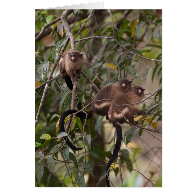 Familie van Marmoset Monkeys (Voorkant)