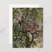 Familie van Marmoset Monkeys Briefkaart (Voorkant / Achterkant)