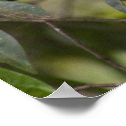 Familie van Marmoset Monkeys Poster (Hoek)