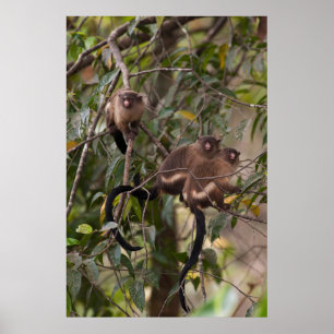 Familie van Marmoset Monkeys Poster