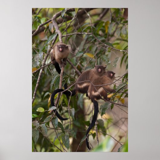 Familie van Marmoset Monkeys Poster (Voorkant)