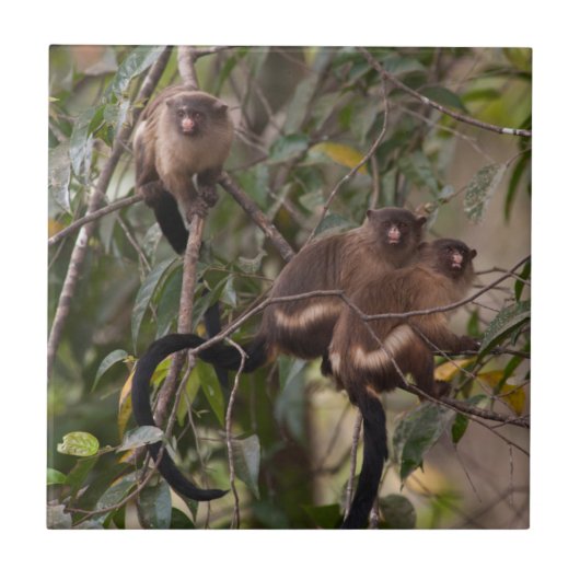 Familie van Marmoset Monkeys Tegeltje (Voorkant)