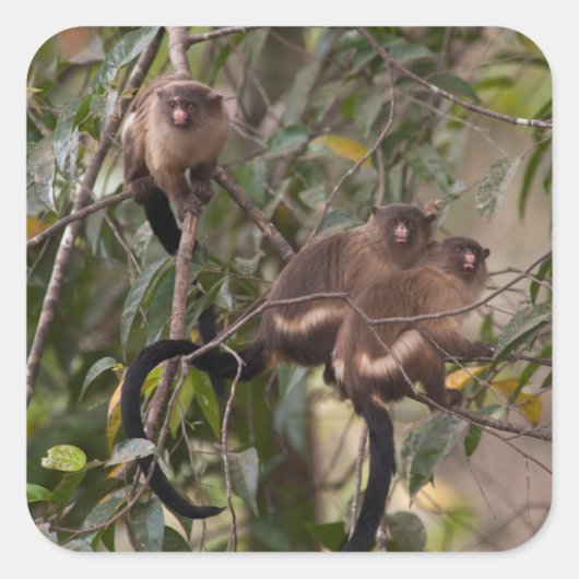 Familie van Marmoset Monkeys Vierkante Sticker (Voorkant)