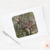 Familie van Marmoset Monkeys Vierkante Sticker (Envelop)