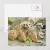 Familie van meerkats - Briefkaart (Voorkant / Achterkant)