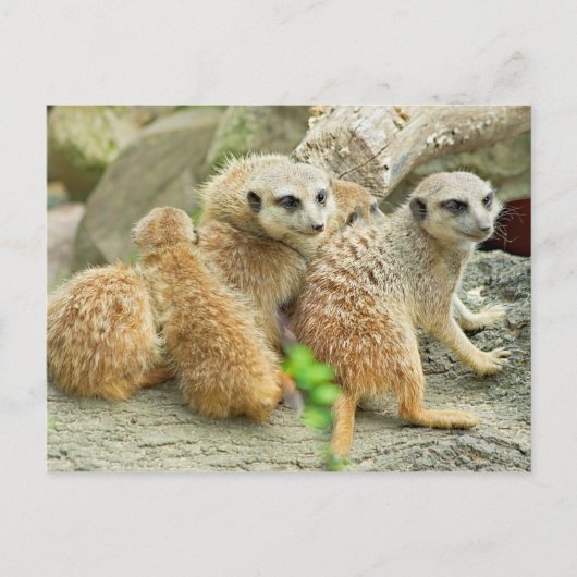 Familie van meerkats - Briefkaart (Voorkant)