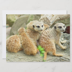 Familie van Meerkats - uitnodiging
