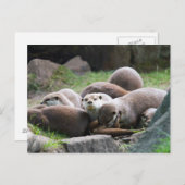 Familie van otters-briefkaart briefkaart (Voorkant / Achterkant)