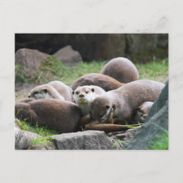 Familie van otters-briefkaart briefkaart