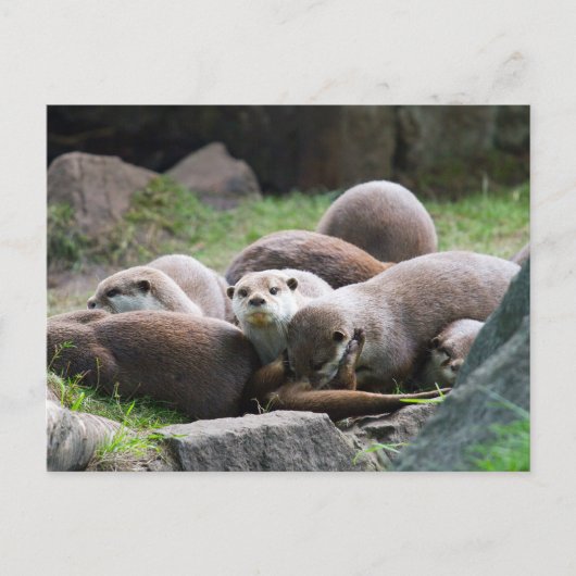 Familie van otters-briefkaart briefkaart (Voorkant)