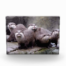 Familie van Otters