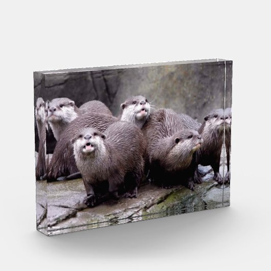 Familie van Otters Fotoblokken (Links)