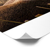 Familie van otters poster (Hoek)