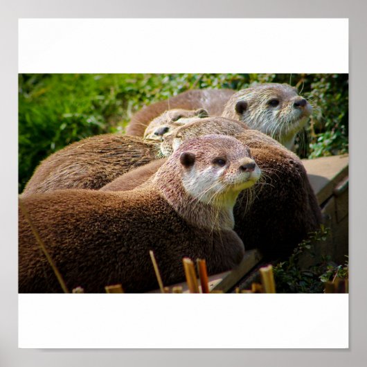 Familie van otters poster (Voorkant)
