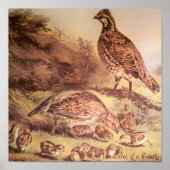Familie van Quail Poster (Voorkant)