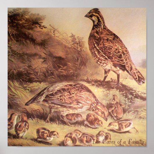 Familie van Quail Poster (Voorkant)