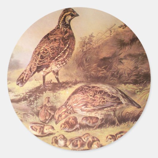 Familie van Quail Sticker (Voorkant)