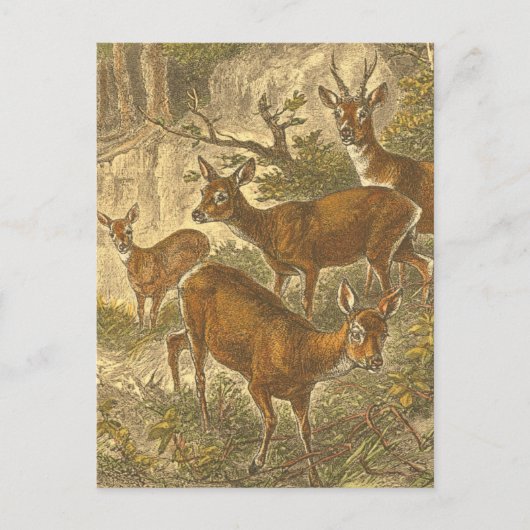 Familie van Roe - Deers in een bos Briefkaart (Voorkant)