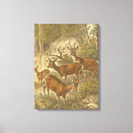 Familie van Roe - Deers in een bos Canvas Afdruk (Voorkant)