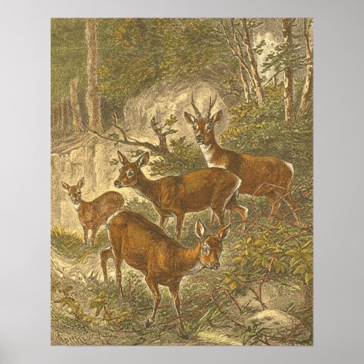 Familie van Roe - Deers in een bos Poster (Voorkant)