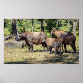 Familie van Takin, het nationale dier van Bhutan, Poster (Voorkant)