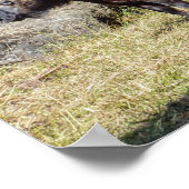 Familie van Takin, het nationale dier van Bhutan,  Poster (Hoek)