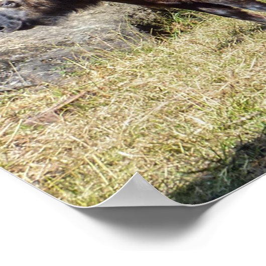 Familie van Takin, het nationale dier van Bhutan, Poster (Hoek)