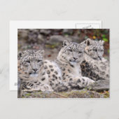 Familie van zwarte witte luipaarden briefkaart (Voorkant / Achterkant)