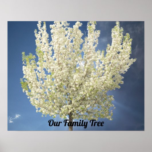 Familieboom Witte bloesems Foto | Blauw luchtruim Poster (Voorkant)