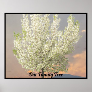 Familieboom Witte bloesems Foto   Sunset Poster