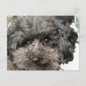 Family Dog Briefkaart (Voorkant)