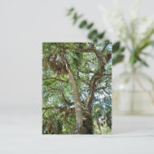Famous Love Tree Saint Augustine Fl Briefkaart (Staand voorkant)