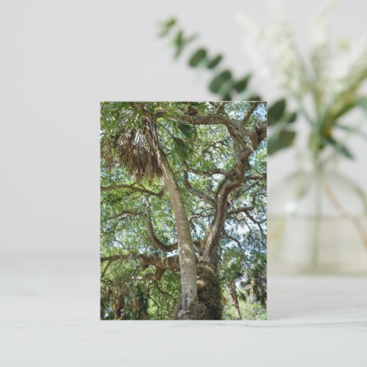 Famous Love Tree Saint Augustine Fl Briefkaart (Staand voorkant)