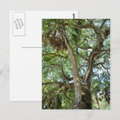 Famous Love Tree Saint Augustine Fl Briefkaart (Voorkant / Achterkant)