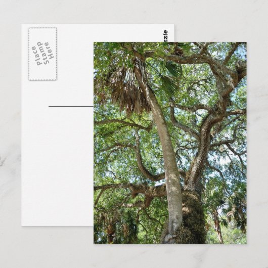 Famous Love Tree Saint Augustine Fl Briefkaart (Voorkant / Achterkant)