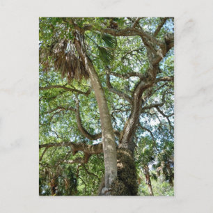 Famous Love Tree Saint Augustine Fl Briefkaart