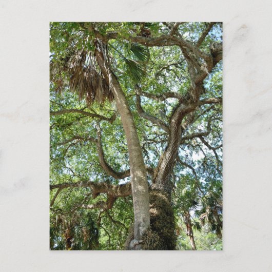 Famous Love Tree Saint Augustine Fl Briefkaart (Voorkant)