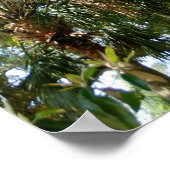 Famous Love Tree St. Augustine Fl Poster (Hoek)