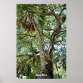 Famous Love Tree St. Augustine Fl Poster (Voorkant)