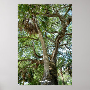 Famous Love Tree St. Augustine Fl Poster