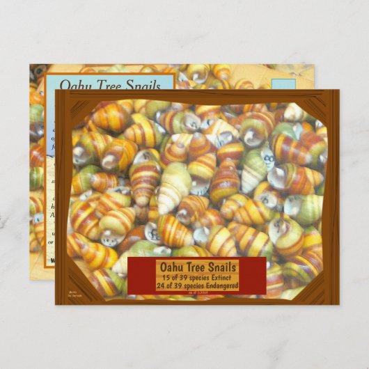 Famous Oahu Tree Snails are going extinct unless Briefkaart (Voorkant / Achterkant)