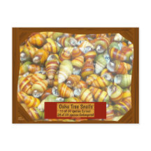 Famous Oahu Tree Snails are going extinct unless