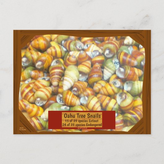 Famous Oahu Tree Snails are going extinct unless Briefkaart (Voorkant)