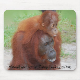 Famous Orangutan Moeder Muismat