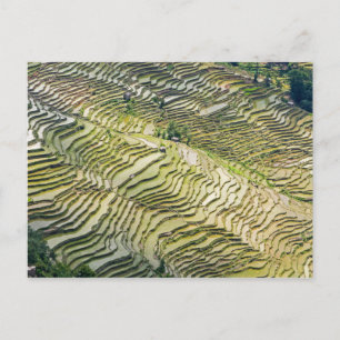Famous yuanyang Rice Terraces - Yunnan, China Briefkaart
